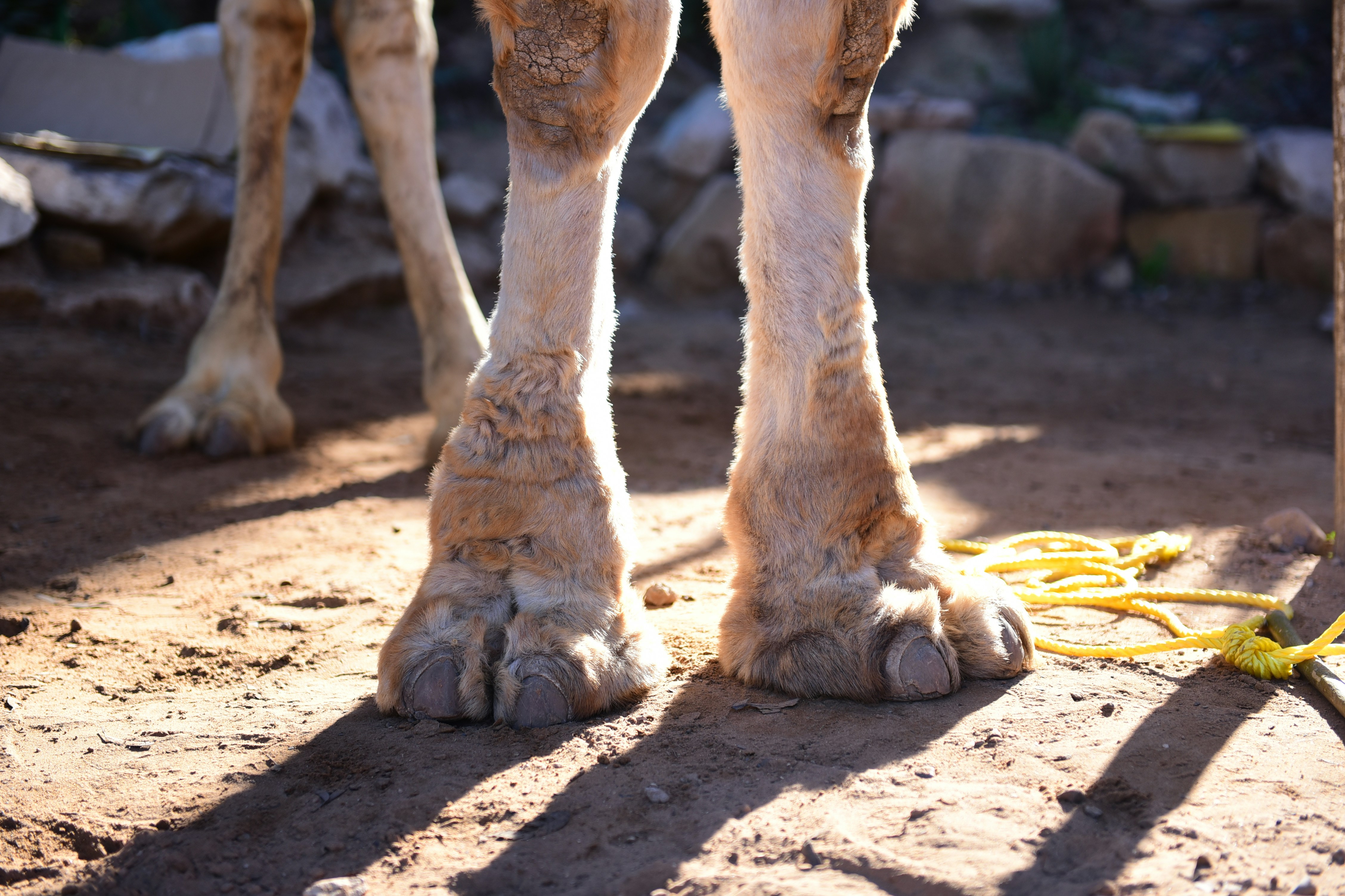 Choose from a curated selection of sun photos. Always free on Unsplash.