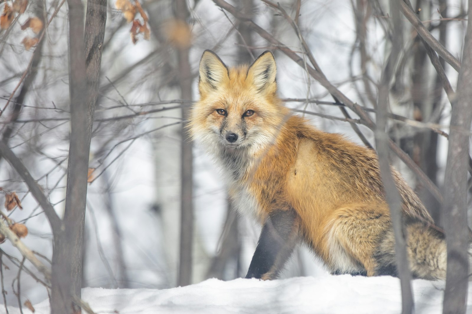 Canon EOS 5D Mark IV + Canon EF 70-200mm F2.8L IS II USM sample photo. Brown fox photography