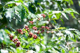 A warm sunset over coffee plantations with workers harvesting ripe coffee cherries.