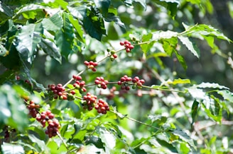 A vibrant coffee farm in northern Cauca with workers harvesting ripe coffee cherries under a bright sky.