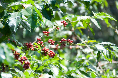 A vibrant coffee farm in Chiapas with ripe coffee cherries on the branches under a bright sky.