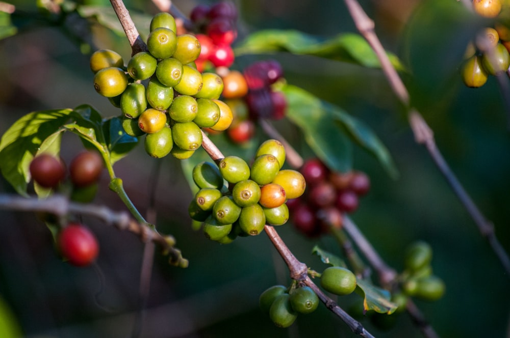 Unripened coffee beans growing on branches. 