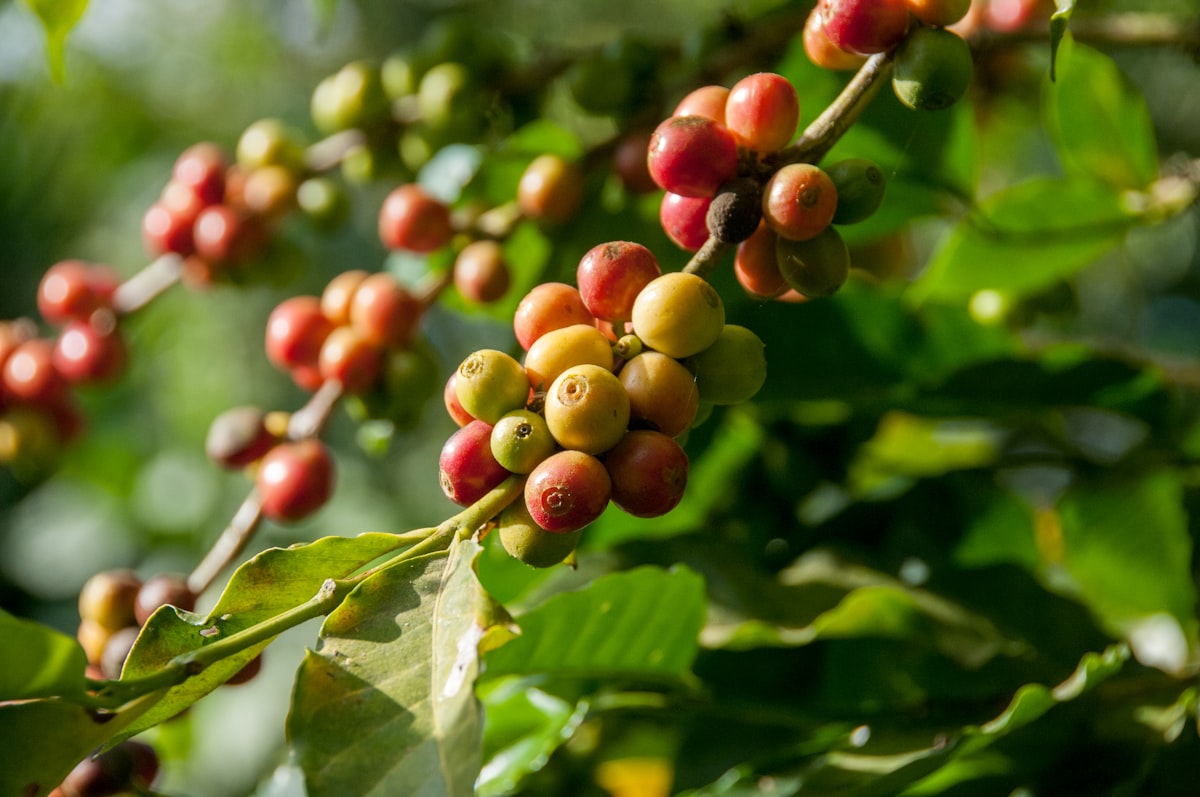 What is the only U.S. state where coffee beans are grown commercially?