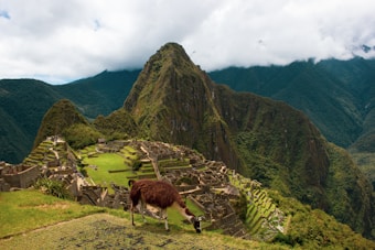 A breathtaking view of Machu Picchu with its ancient ruins set against a backdrop of lush green mountains. A llama grazes in the foreground, adding to the scene's authenticity and charm. The sky is overcast with clouds hovering over the peaks.