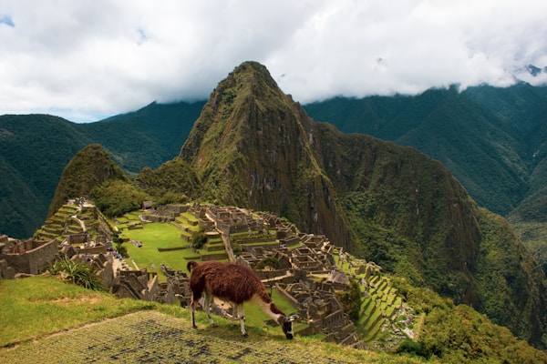 A breathtaking view of Machu Picchu with its ancient ruins set against a backdrop of lush green mountains. A llama grazes in the foreground, adding to the scene's authenticity and charm. The sky is overcast with clouds hovering over the peaks.