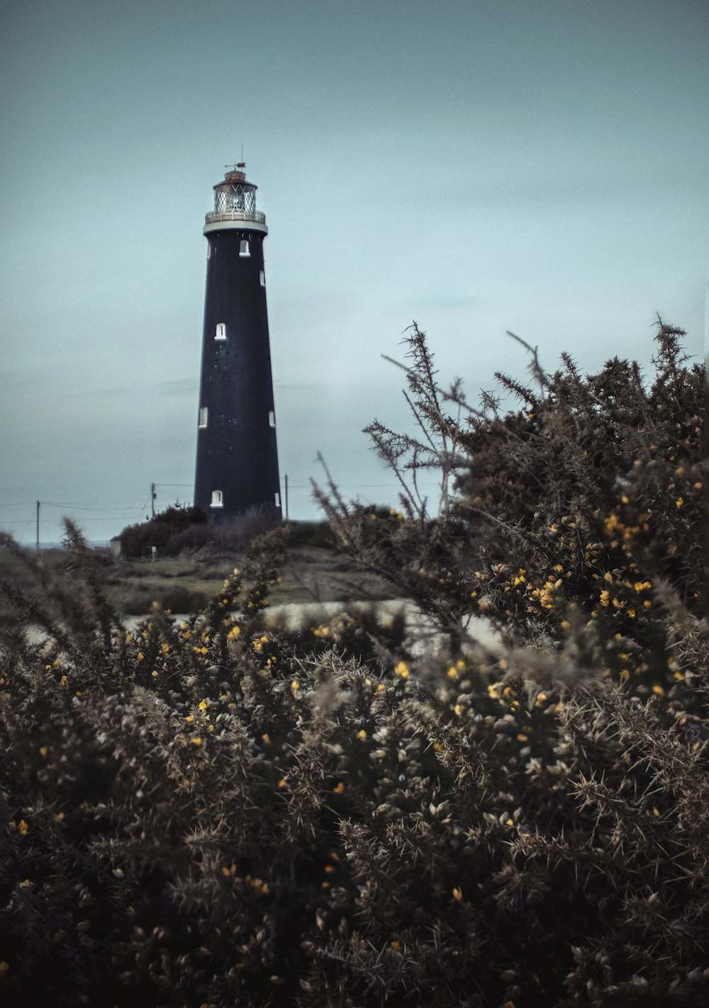 landscape photography of bush and watchtower during daytime