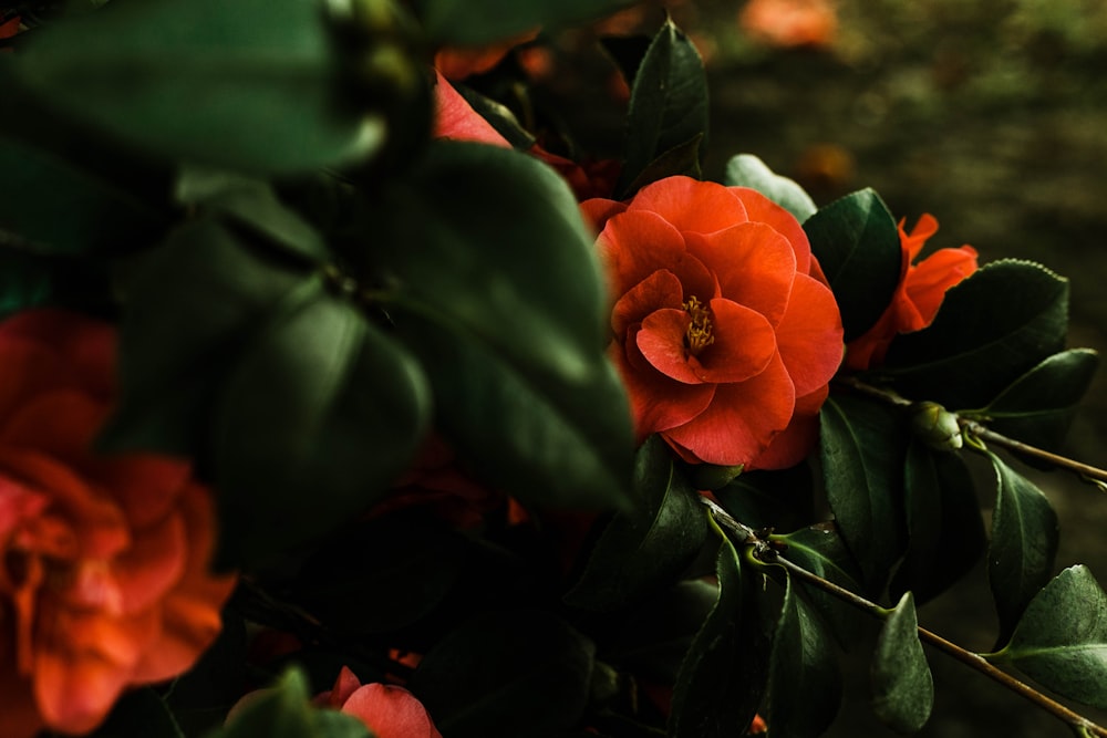 red-petaled flower and green-leafed plant