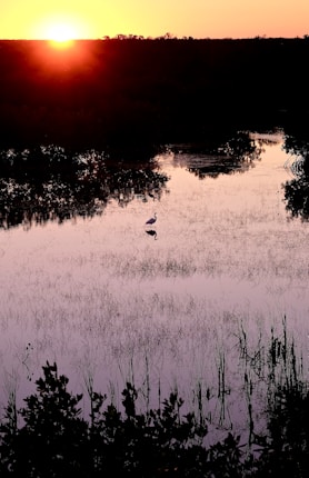 A serene sunset over a marsh-like landscape with a silhouette of a bird standing in the shallow water. Gentle ripples reflect the warm glow of the setting sun, while grasses and sparse foliage frame the scene.