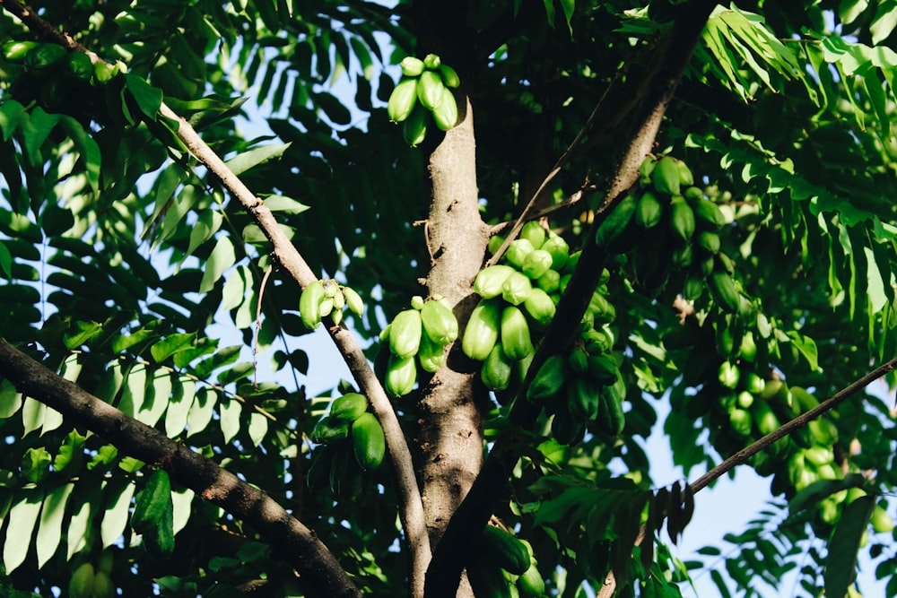 green fruit bearing fruit during daytime