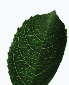 green leaf photo
