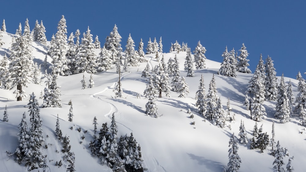 landscape photography of white trees