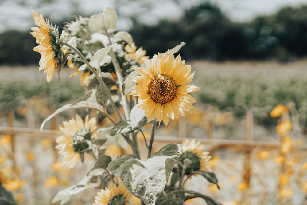 close-up photography of sunflower