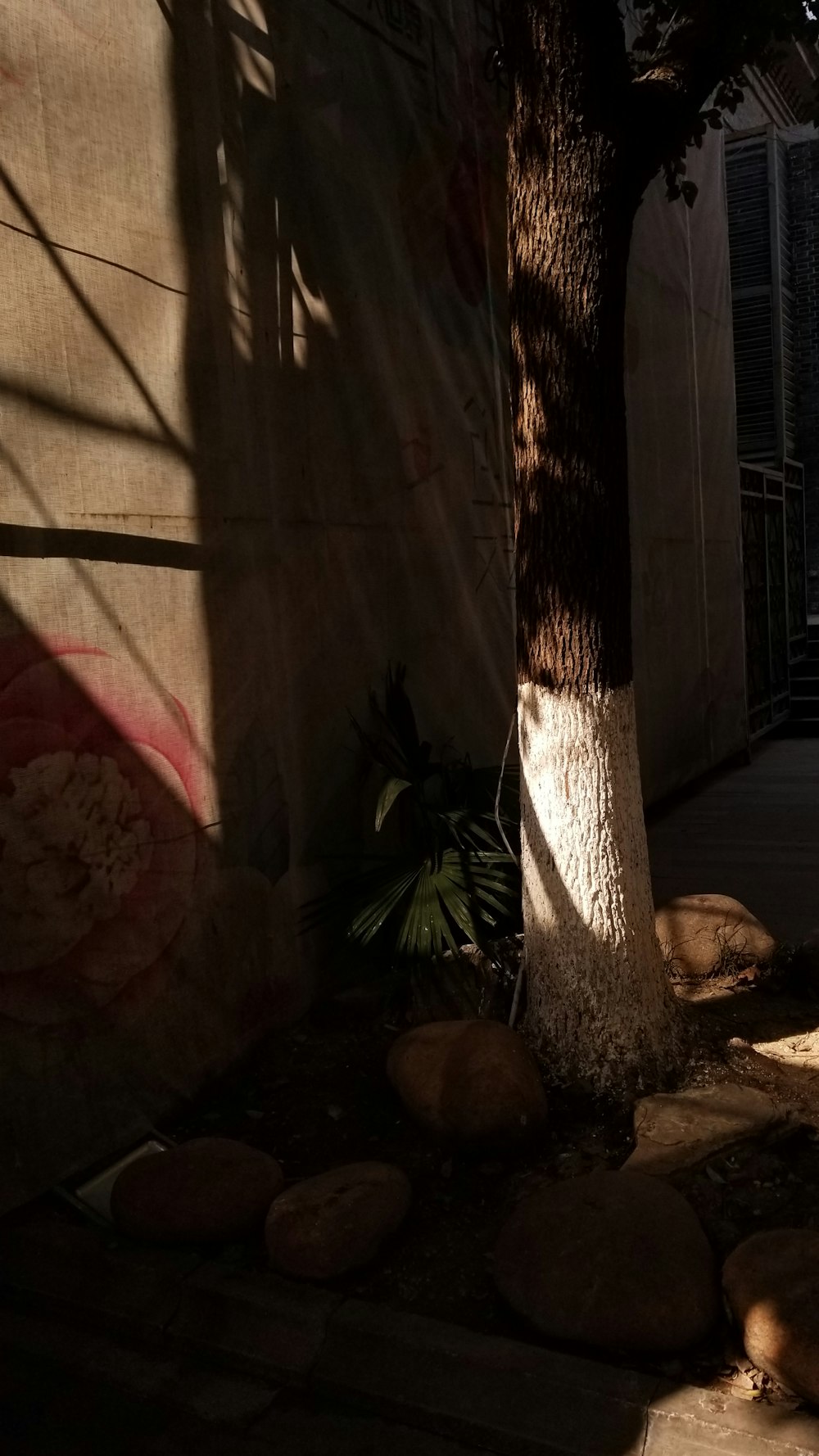 the shadow of a tree on the side of a building