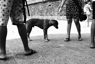 An image showing volunteers rescuing a street dog.