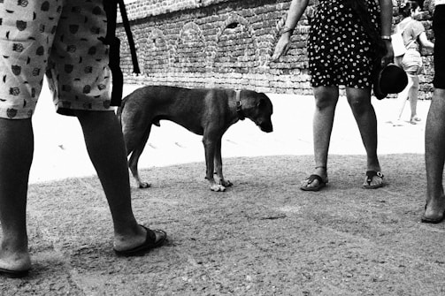 An image showing volunteers rescuing a street dog.