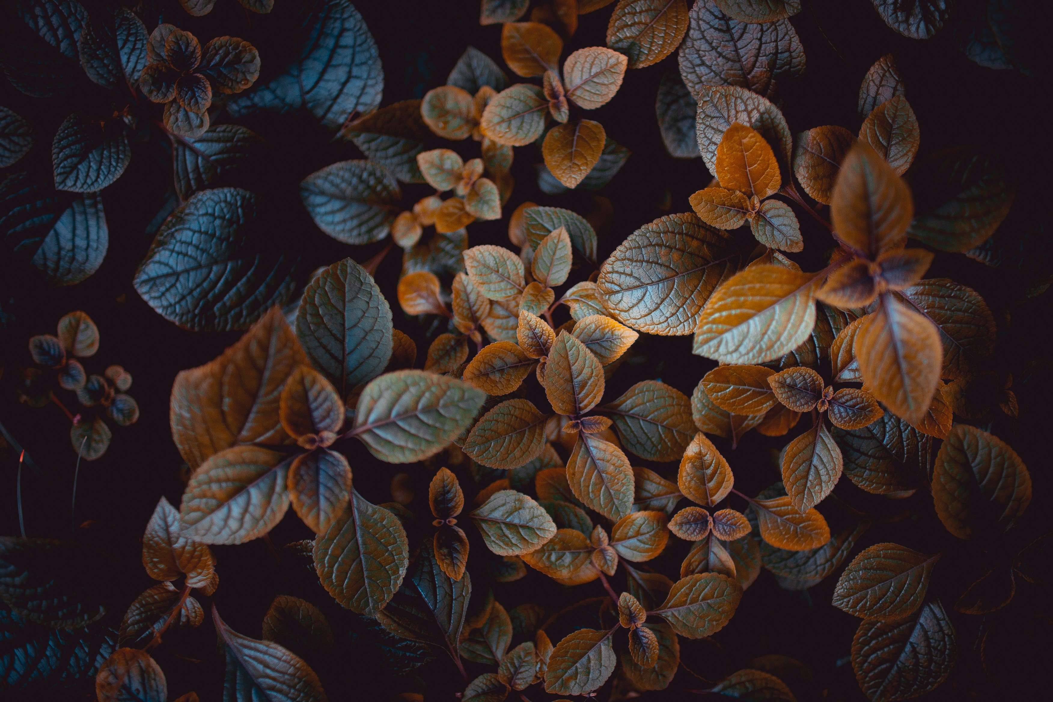 KennelSphere header image