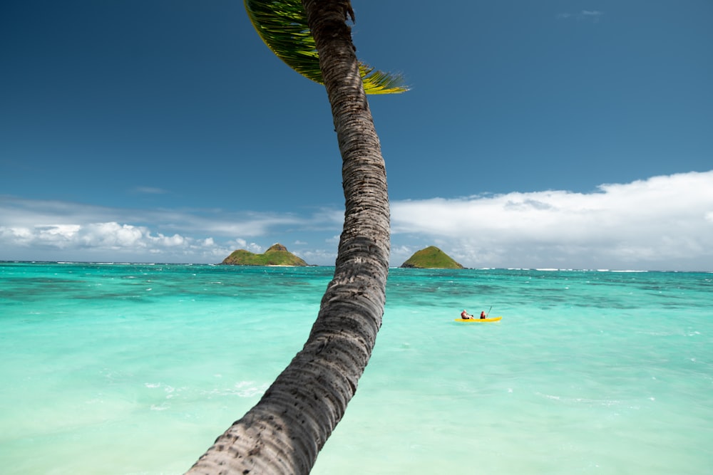 green coconut tree on beach during daytime