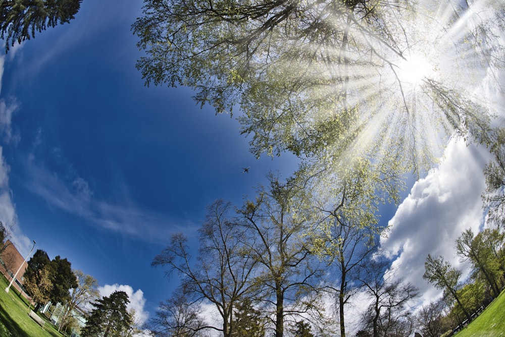 worm view photo of green trees under cloudy sky