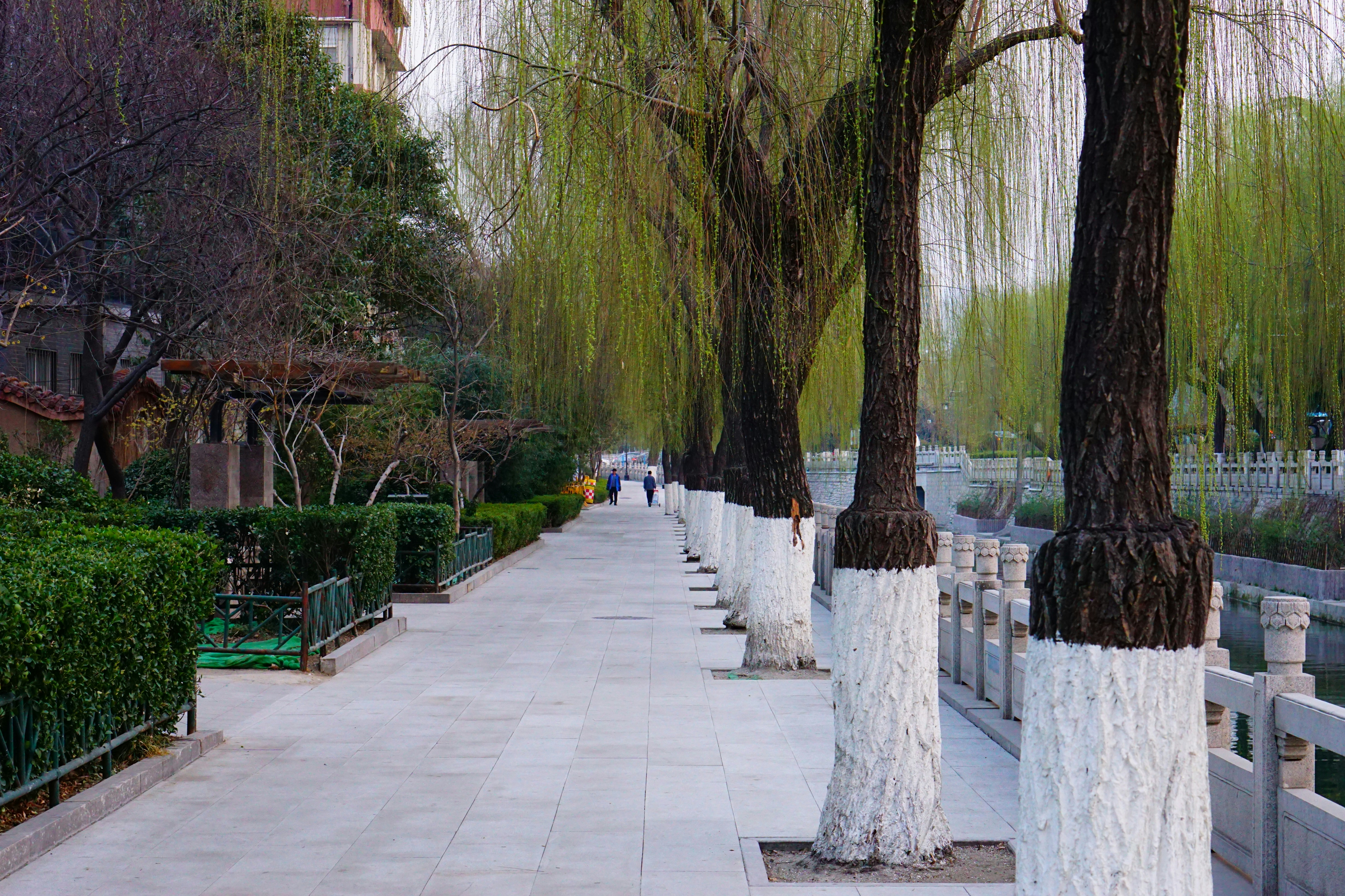 Modern garden with sleek porcelain paving slabs