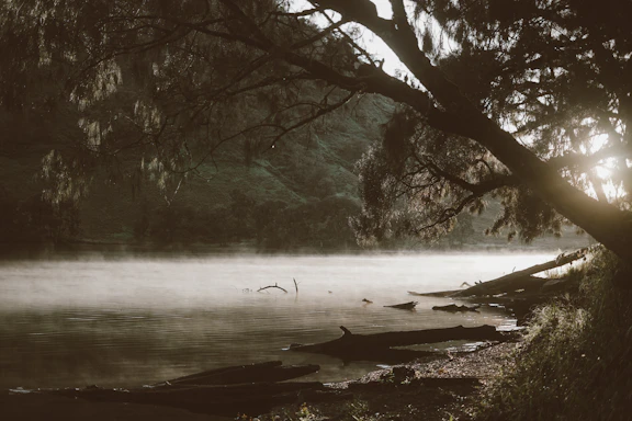 A serene lakeside scene at dawn with soft mist rising over calm water and tall pine trees framing the view.