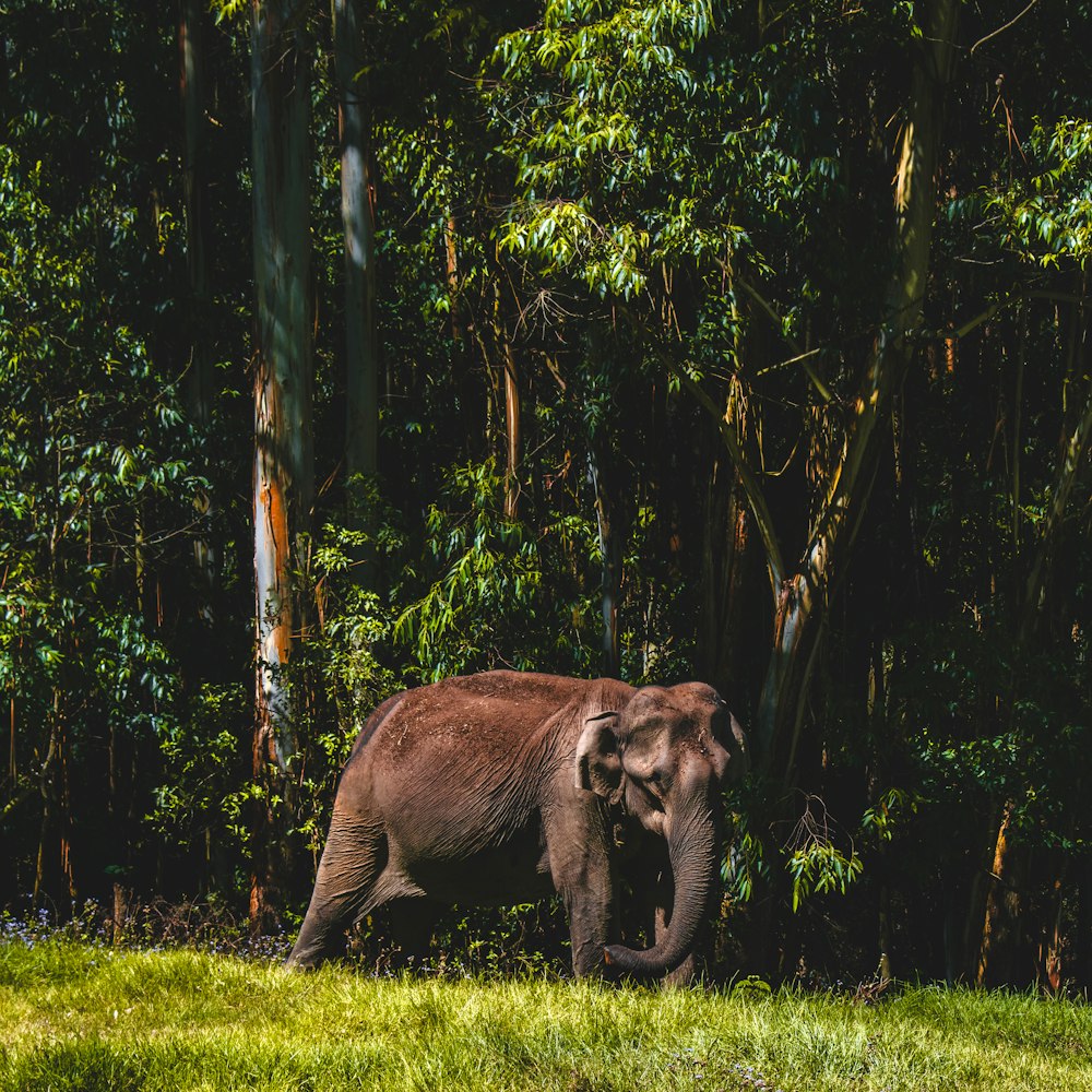 gray elephant walking on forest