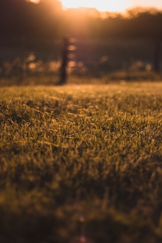 focus photo of green grass