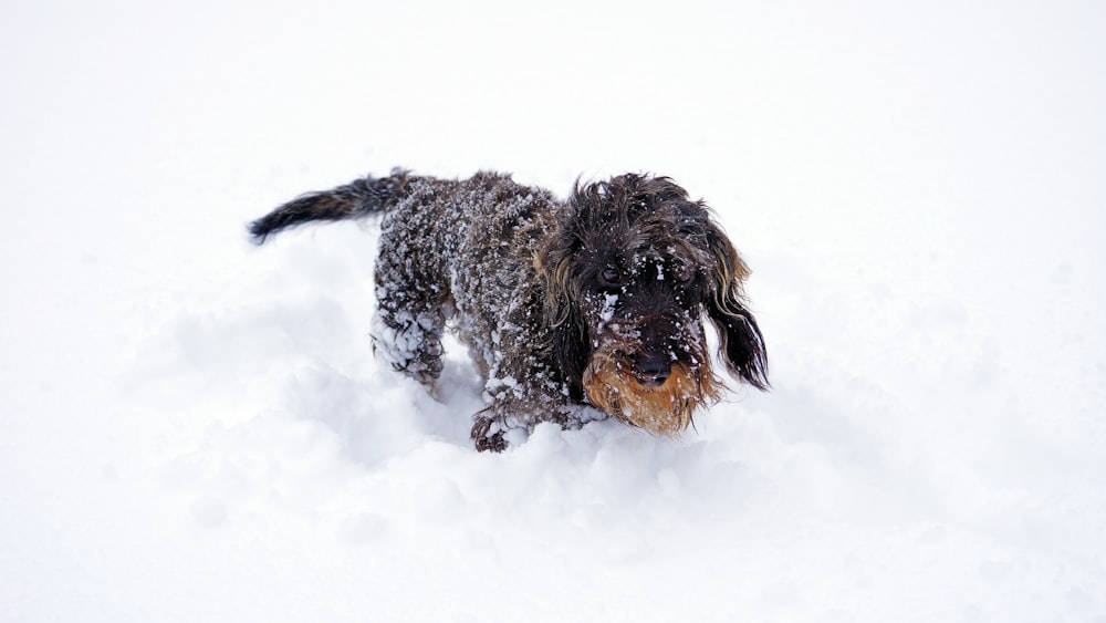 brown dog in snow