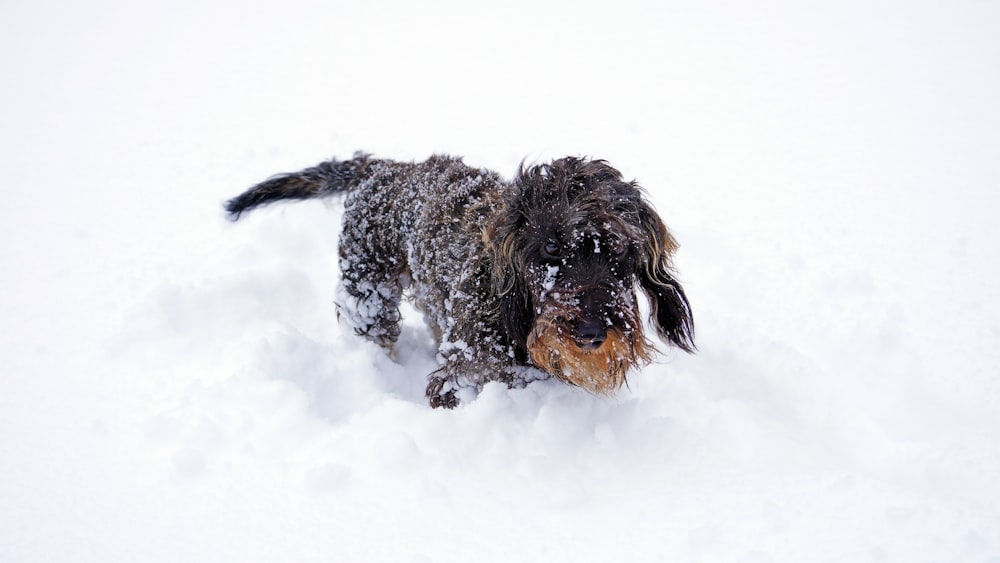 chien brun dans la neige