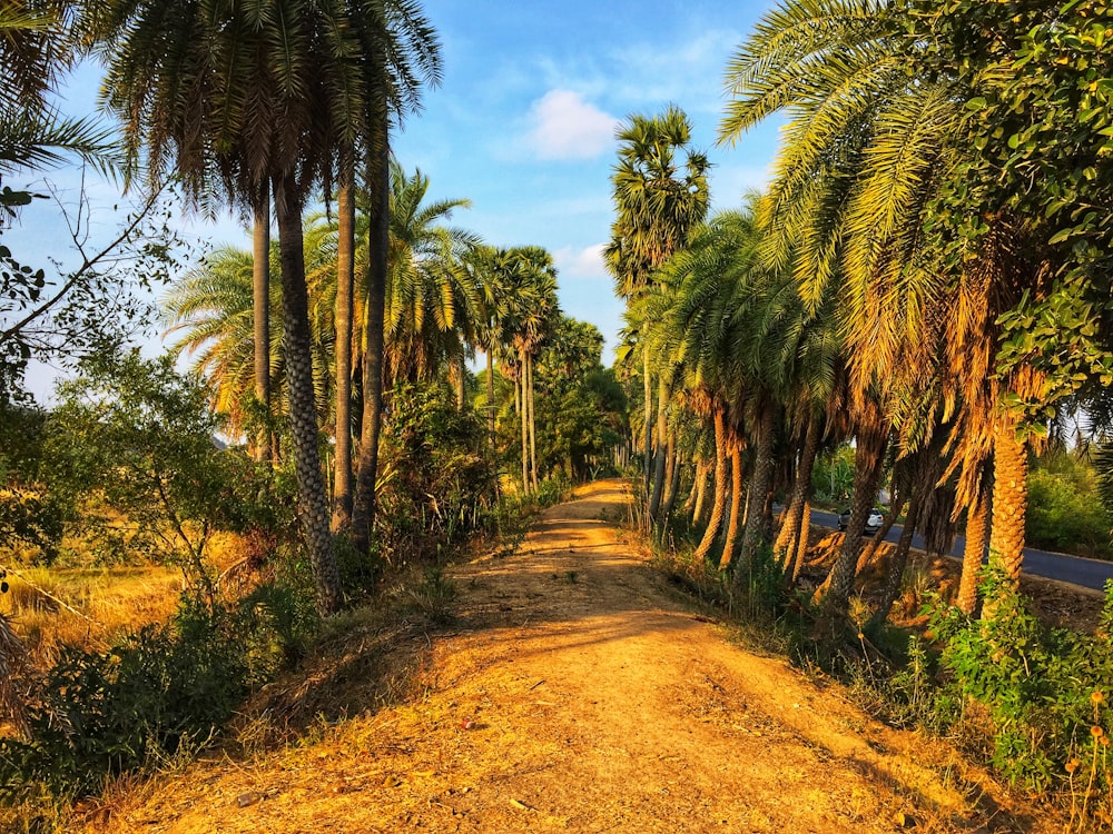 caminho vazio durante o dia