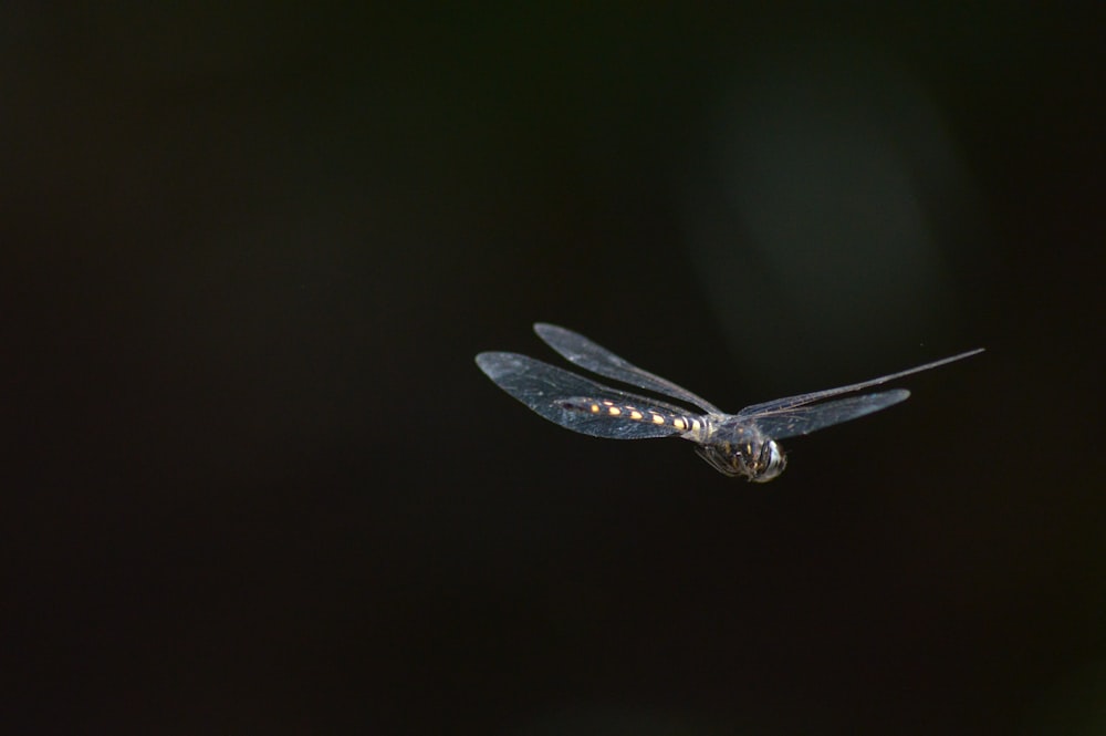 dragonfly flying