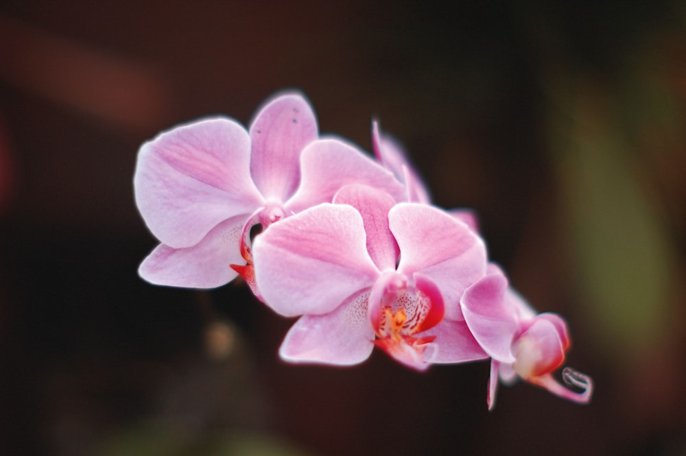 Orquídea polilla rosa en fotografía de enfoque selectivo