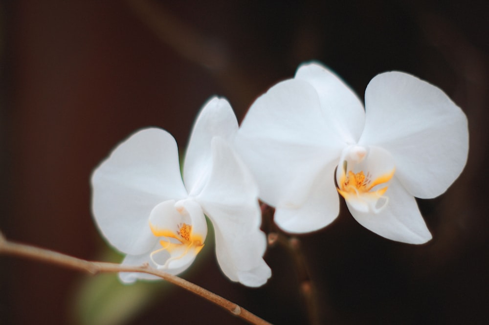 Weiße Motten-Orchidee