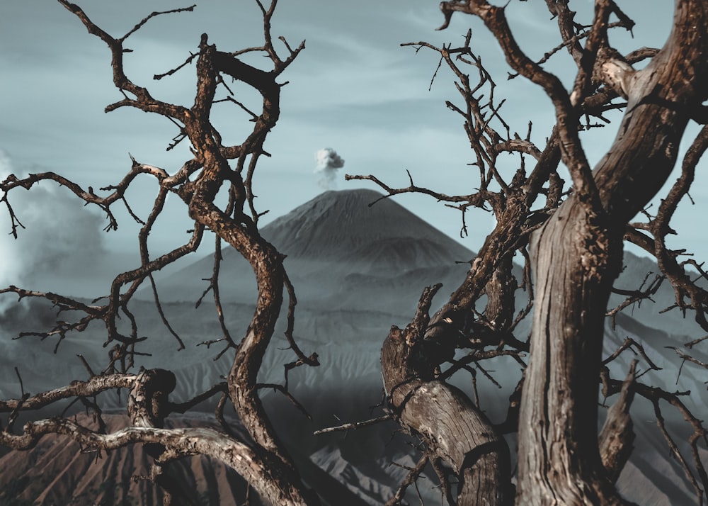 a barren tree with a mountain in the background