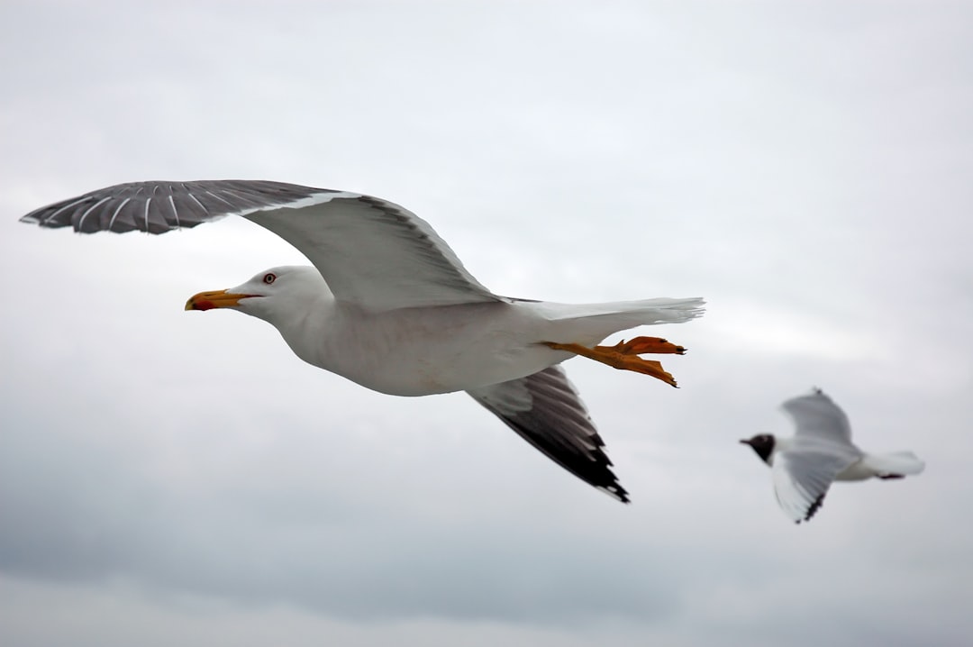  two white seagulls seagull