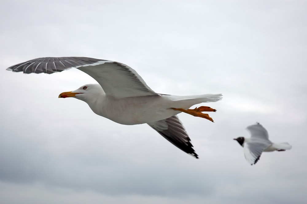 two white seagulls