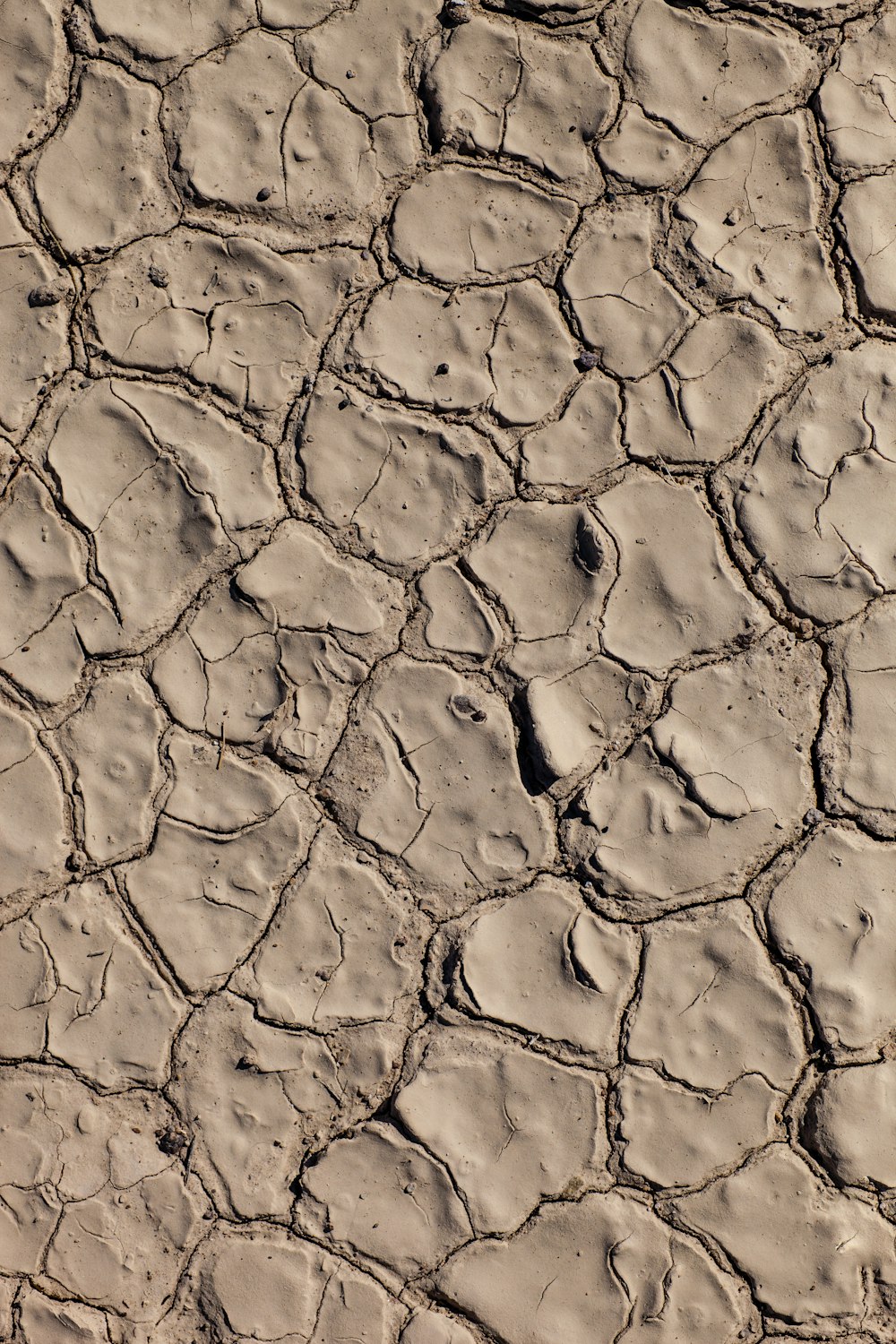 a bird is standing on a cracked surface