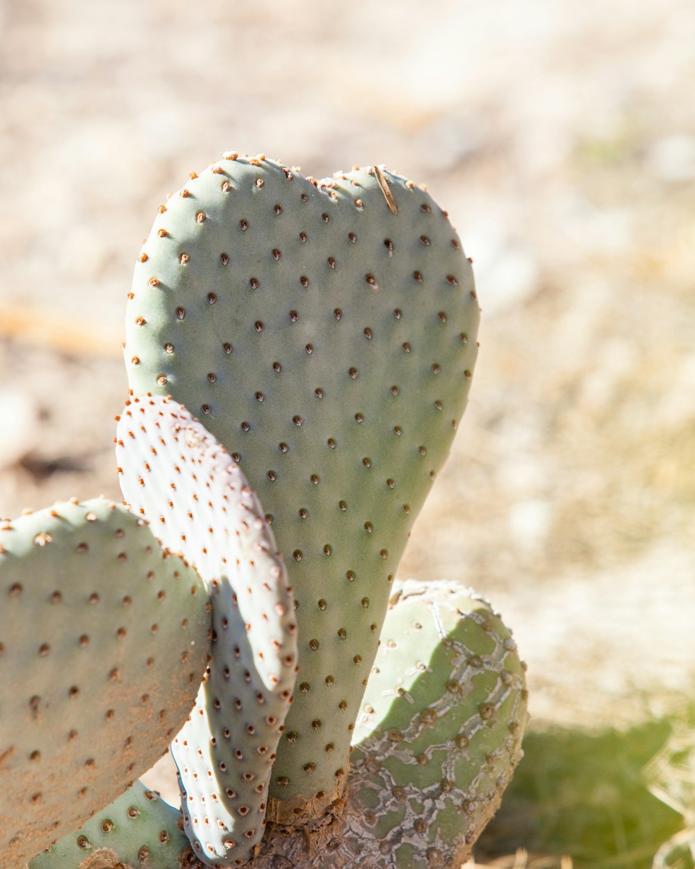 Foto de primer plano de la planta de cactus verde