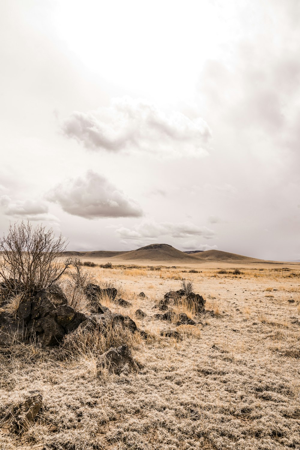 Desierto marrón