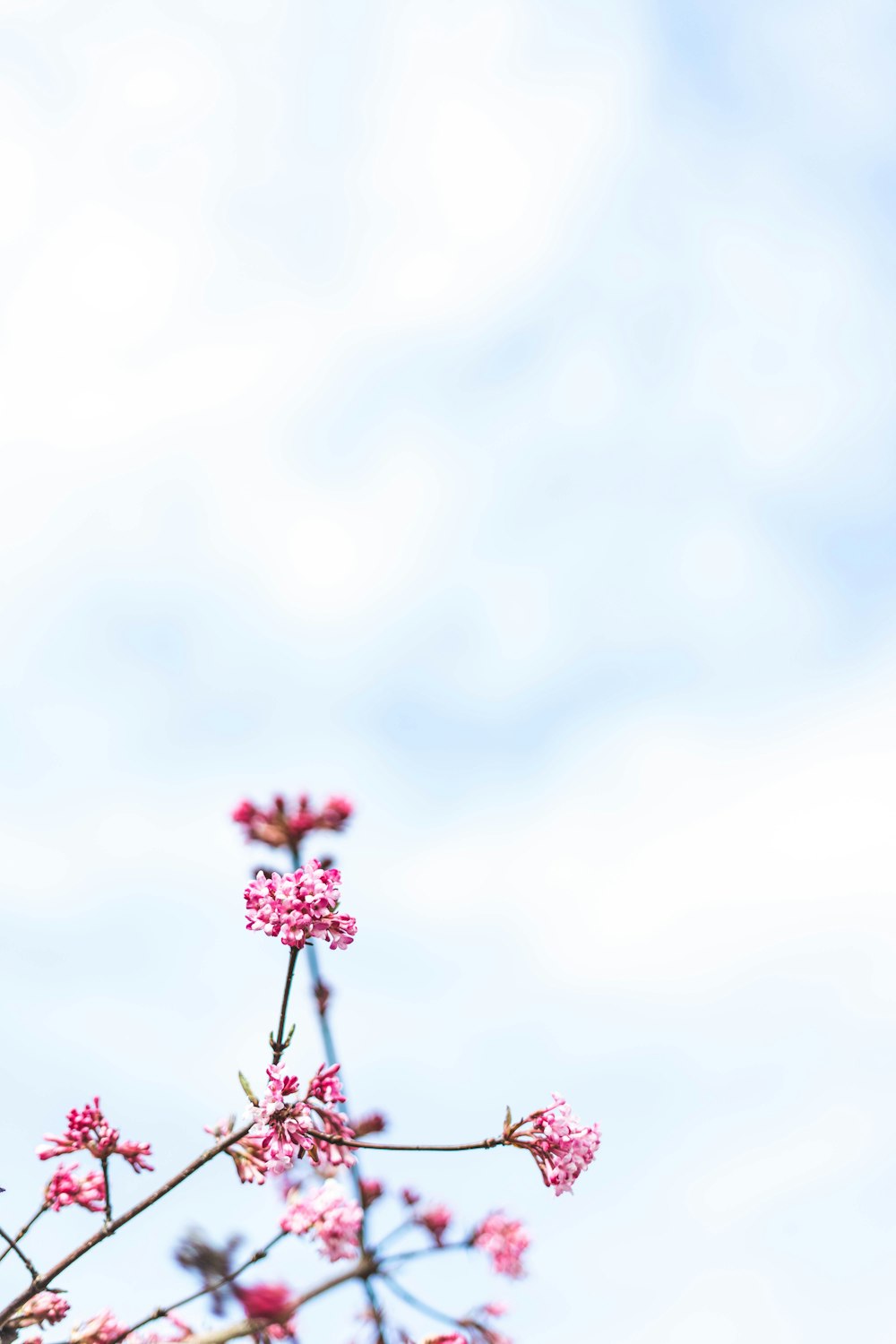 bokeh photography of pink flowers