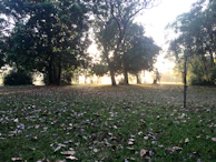 A quiet morning at Fundidora Park with soft light filtering through the trees.