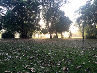 Sunset view of a public park's landscaped area with visible irrigation sprinklers