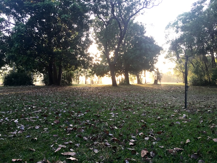 A serene city park at dawn with soft morning light filtering through trees.