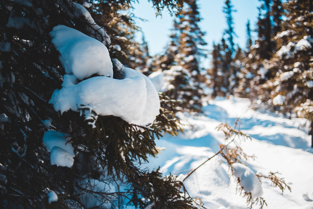 trees and snowfield