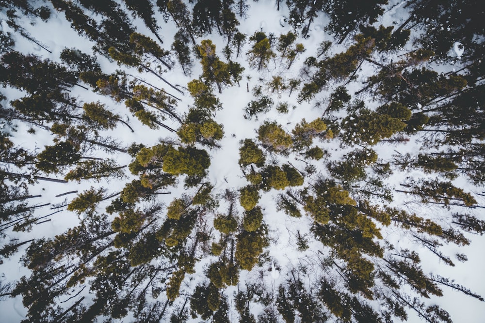 Vista aérea de árvores verdes em solo coberto de neve