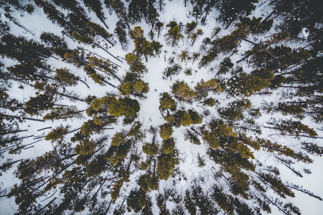 aerial view of green trees on snow-covered ground