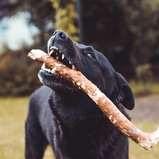 natural dog dental care