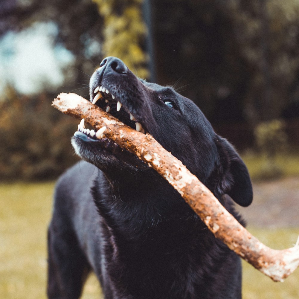 black dog biting brown twig