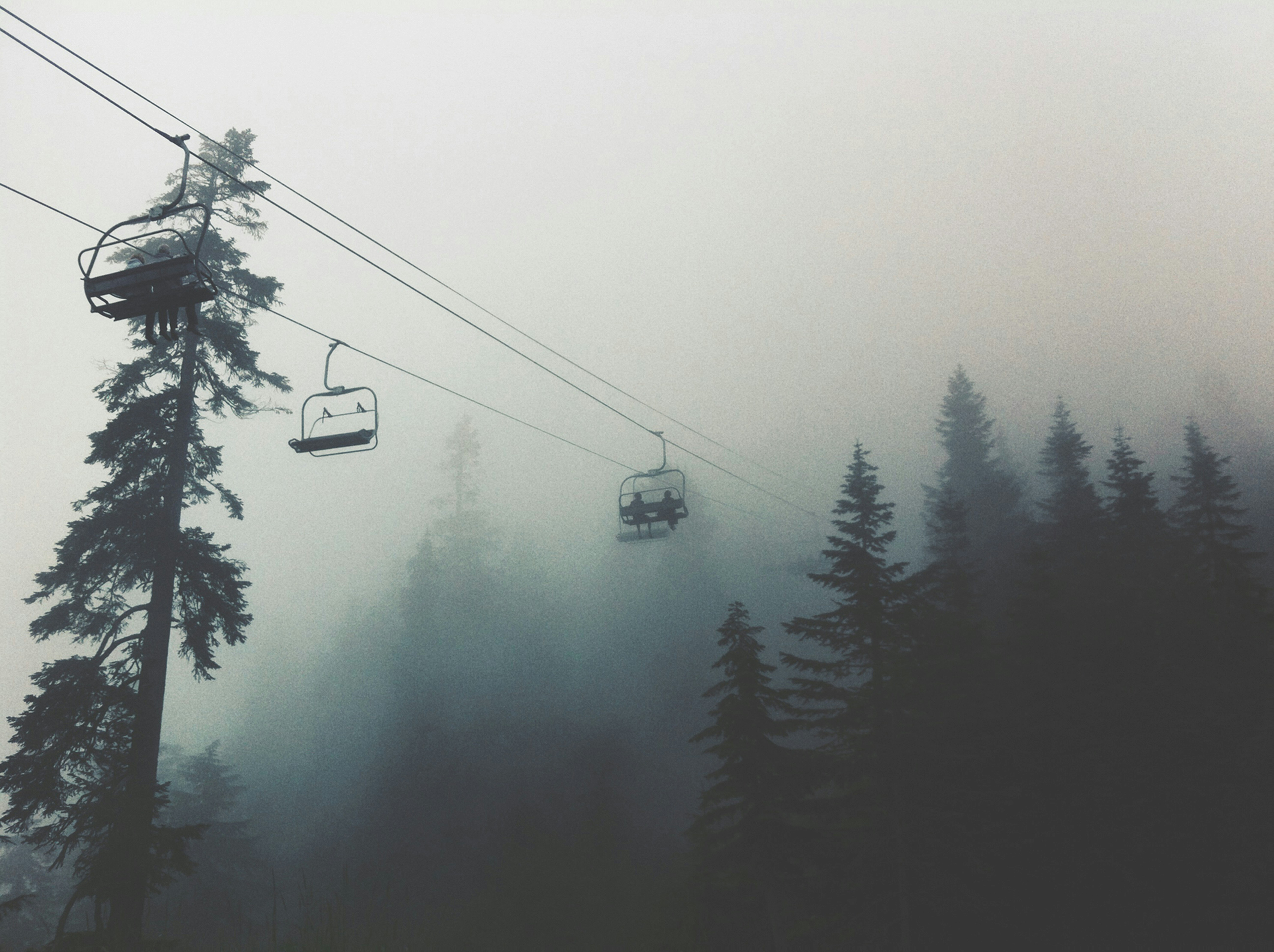 чёрная канатная дорога над зелёными соснами