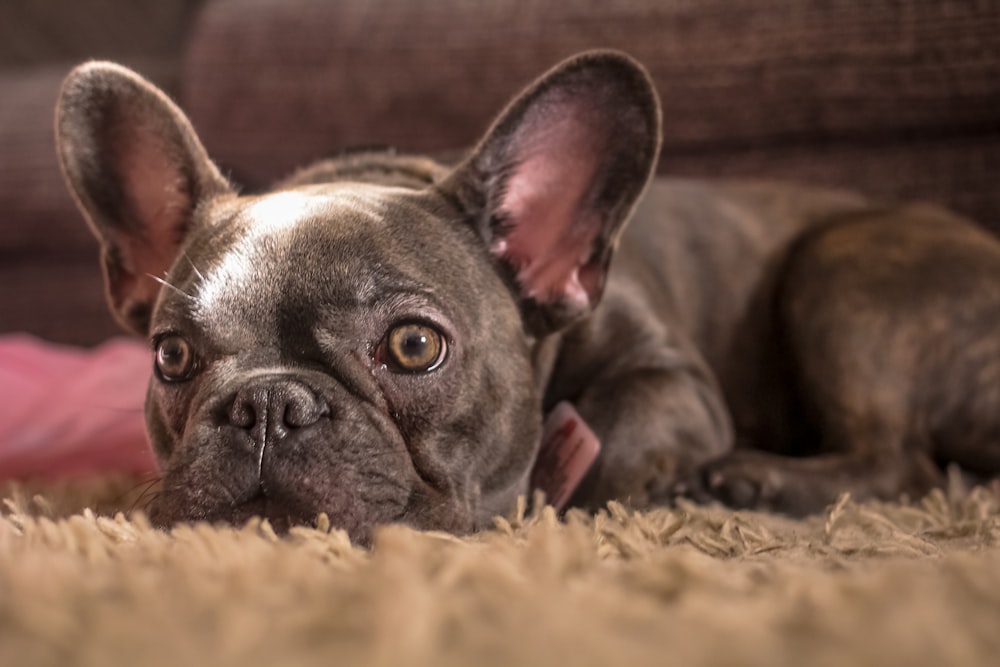 adult black French bulldog lying on brown textile