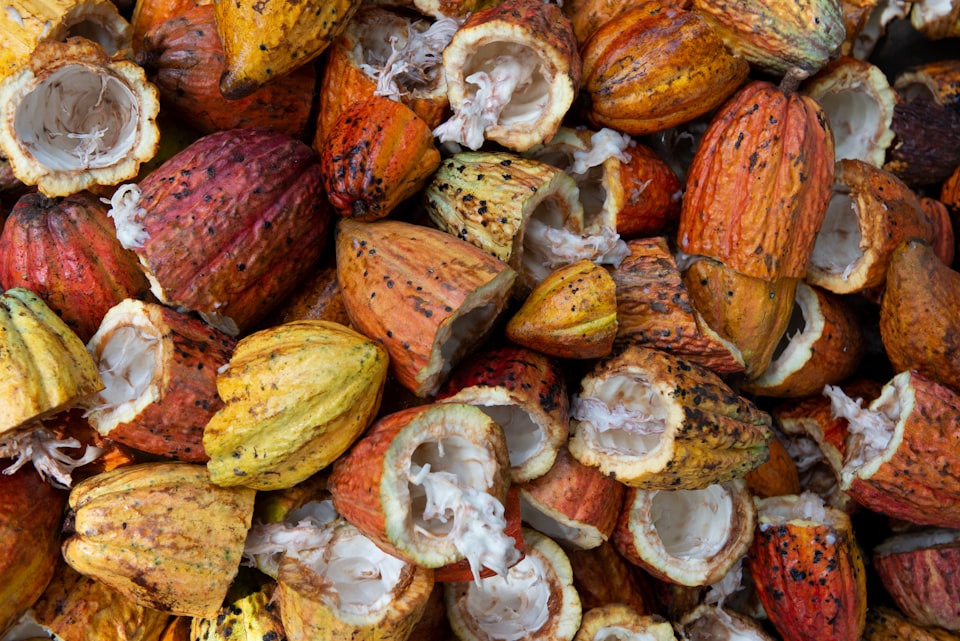 The Cocoa Industry Adapts: Navigating Reduced Harvest Numbers